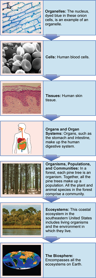 A composite series of photographs and diagrams along with accompanying text illustrating, from smallest to largest, the levels of organization of living systems.