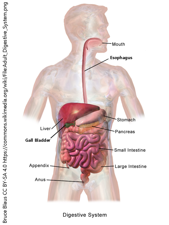 Digestive System: Function, Organs & Anatomy