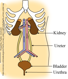 Diagram showing the major organs of the urinary system