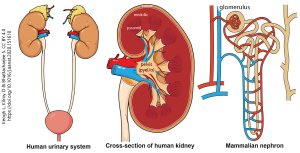 Three diagrams: human urinary system, cross-section of human kidney, and the nephron