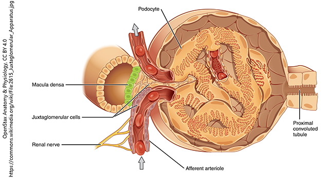 Diagram showing a cross-section of a kidney glomerulus
