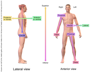 Lateral view and anterior view of the human body.