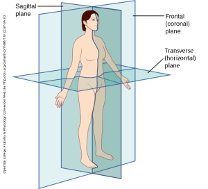 The three planes most commonly used in anatomical and medical imaging are the sagittal, frontal (or coronal), and transverse plane.