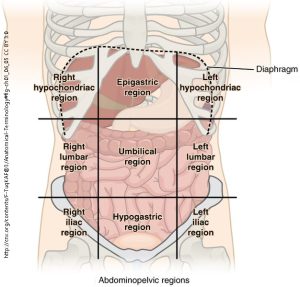 There are nine abdominal regions and four abdominal quadrants in the peritoneal cavity.