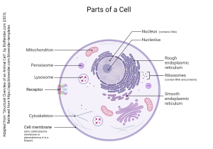 Labeled parts of a cell, ranging from the nucleus, mitochondrion, peroxisome, lysosome, receptor, cytoskeleton, cell membrane, ribosomes and the smooth and rough endoplasmic reticulum.