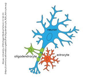 Oligodendrocyte & Astrocyte cells attached to the neuron