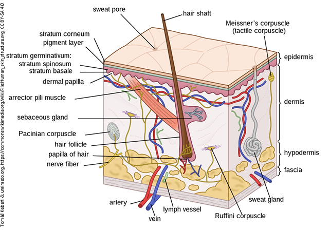 Description of the human skin structure.