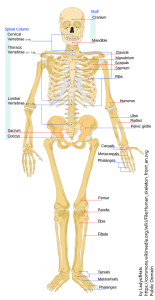 Diagram of a human female skeleton. The Red lines point individual bones and the names are written in singular, the blue lines connect to group of bones and are in plural form.
