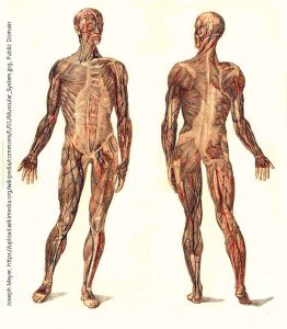 Derivative of original painting by Meyers displaying the muscular system.