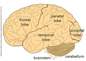 Diagram of human brain.