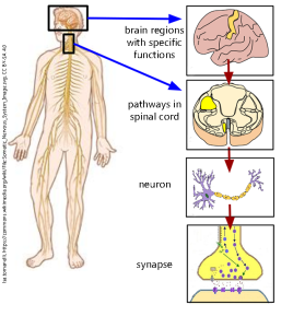 Images of the nervous system starting with the brain, to pathways in spinal cord, to neuron, to synapse.