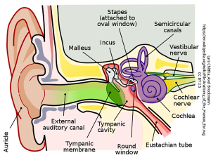 A diagram of the anatomy of the human ear. Green is outer ear. Red is middle ear. Purple is inner ear.