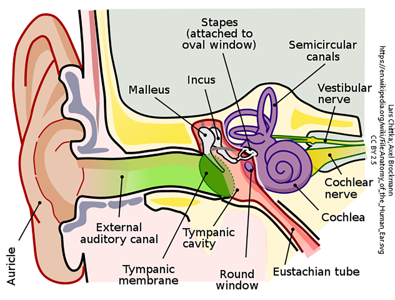 The Nervous System – Medical English