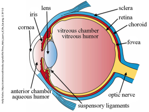Diagram of saggital section through the human eye with basic structures labelled