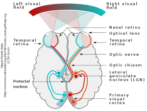 A simplified schema of the human visual pathway.