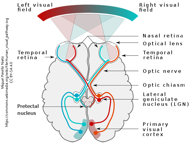 The Nervous System – Medical English