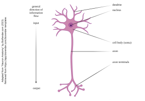 This is a diagram of a "typical" neuron