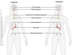 Endocrine System (Female)