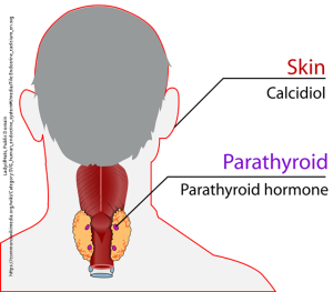 Diagram and names of the hormones involved in calcium cycle.