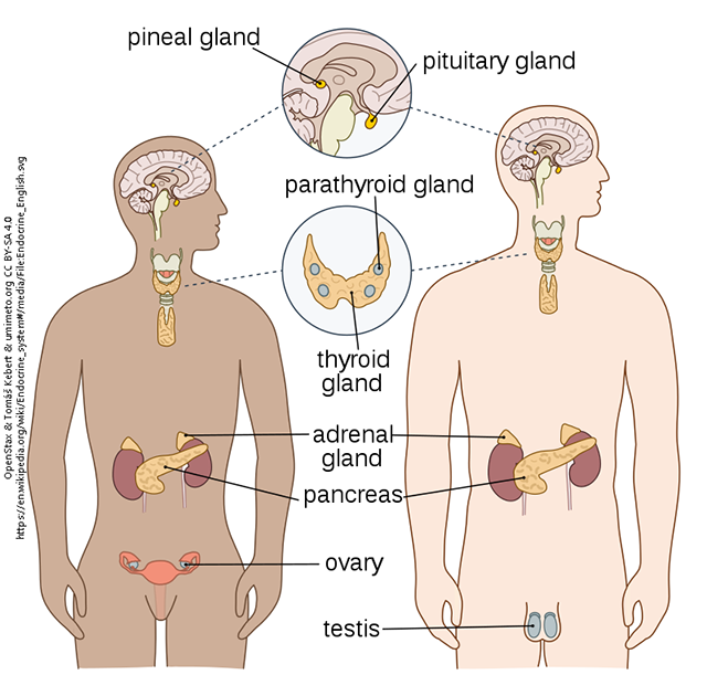 A labelled diagram of the major organs of the human endocrine system.