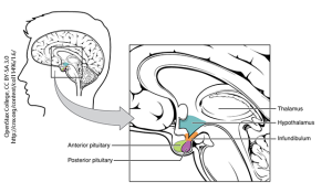 Expanded view of anterior and posterior pituitary location in relation to hypothalamus and thalamus.