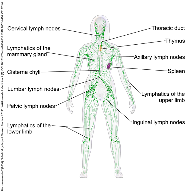 Female lymphatic system.