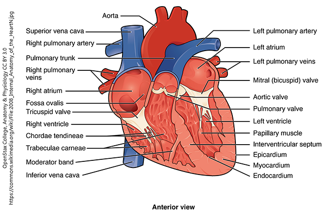A labelled diagram of the anatomy of the heart.