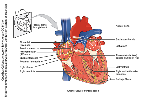 A labelled diagram of the anatomy of the heart, anterior view of the frontal section.