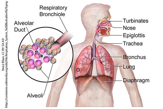 The major respiratory structures span the nasal cavity to the diaphragm.