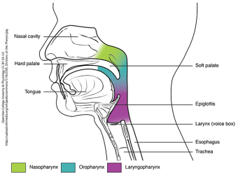 The Respiratory System – Medical English