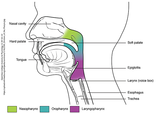 The pharynx is divided into three regions: the nasopharynx, the oropharynx, and the laryngopharynx.