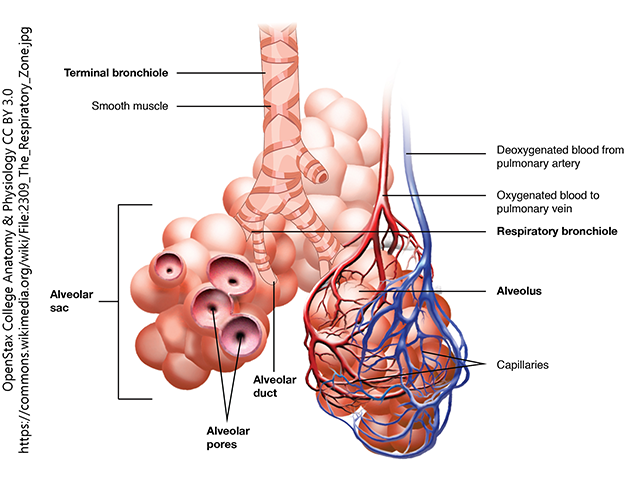 Bronchioles lead to alveolar sacs in the respiratory zone, where gas exchange occurs.