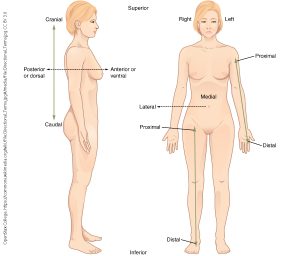 A depiction of the human anatomical position with directional terms.