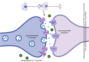 Diagram of a canonical synapse.