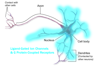 Diagram of a neuron showing the distribution of ionotropic and metabotropic receptors