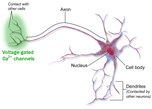 Diagram of a neuron showing the location of voltage-gated calcium channels