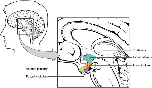 Diagram showing the relationship between the hypothalamus and pituitary.