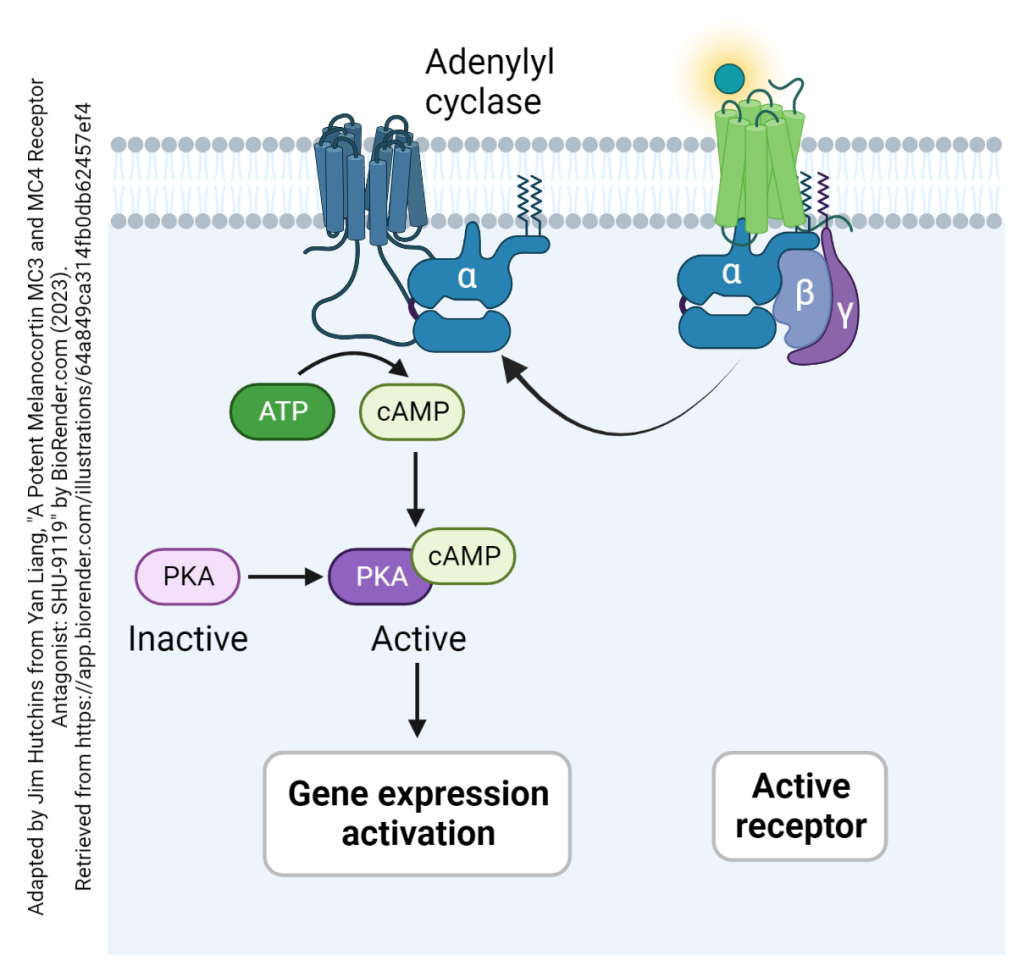 Metabotropic Receptors G Protein Coupled Receptors Introduction To Neuroscience 4392