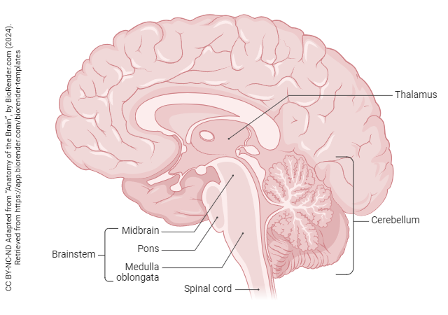 Midsagittal section of the human brain with the thalamus and divisions of the brainstem labeled.