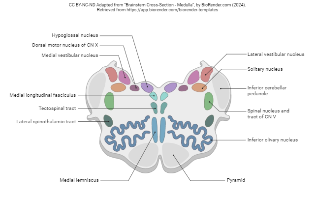 Diagram showing labels on structures in a schematic cross-section of the medulla.