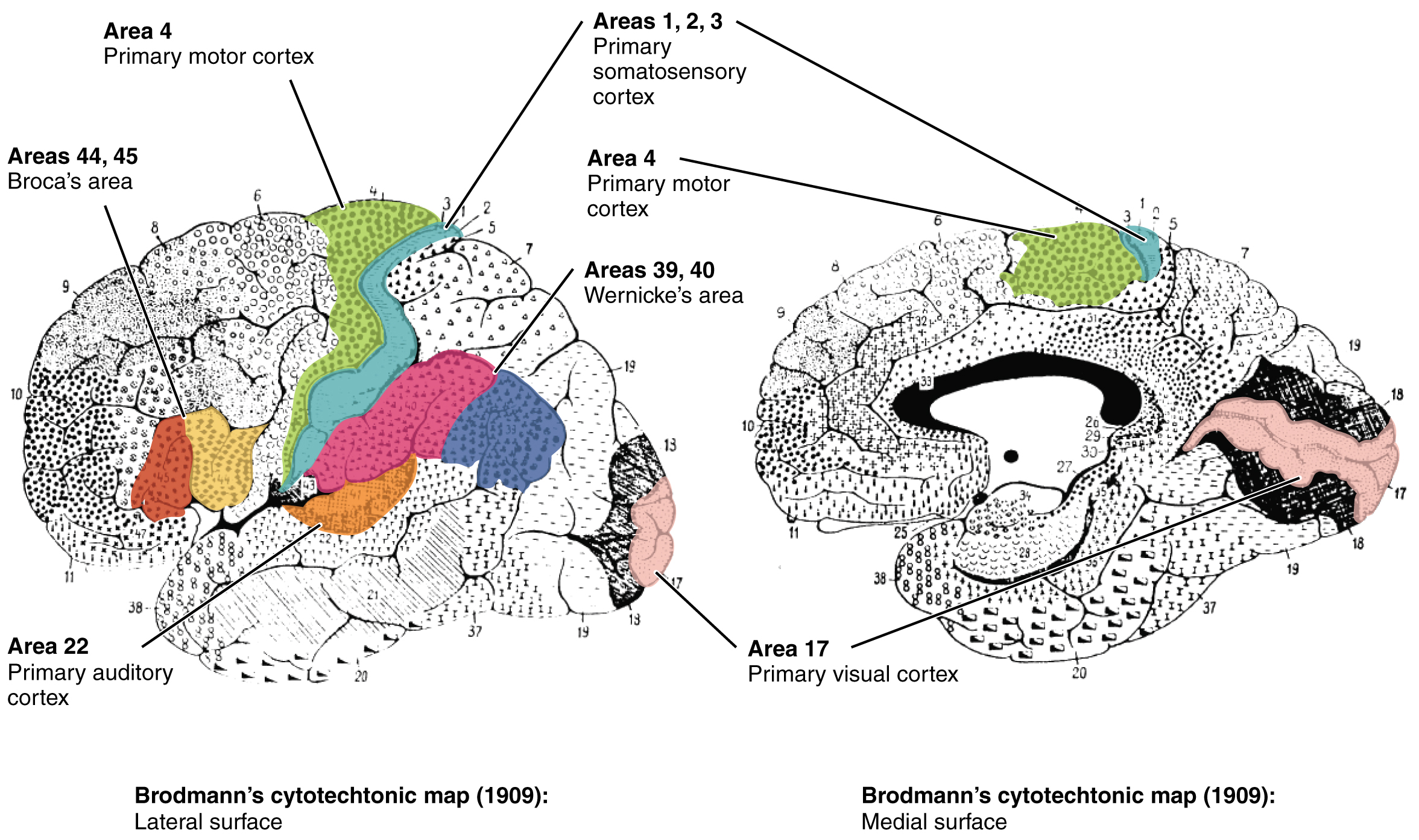 Labeled version of Brodmann's map of the cytoarchitectonic areas of the human brain.