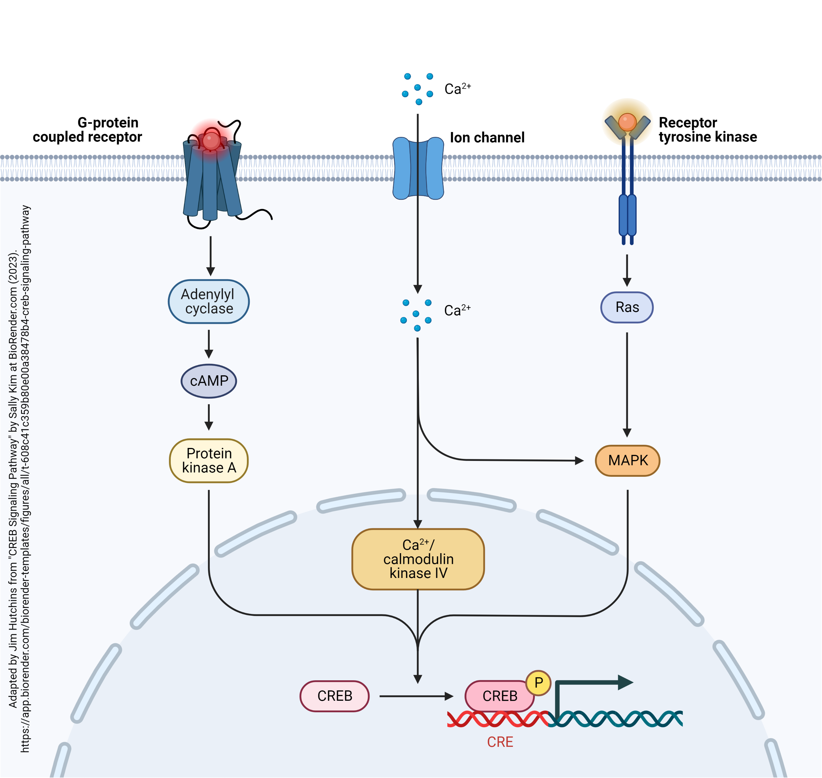 A diagram of the CREB signaling pathway