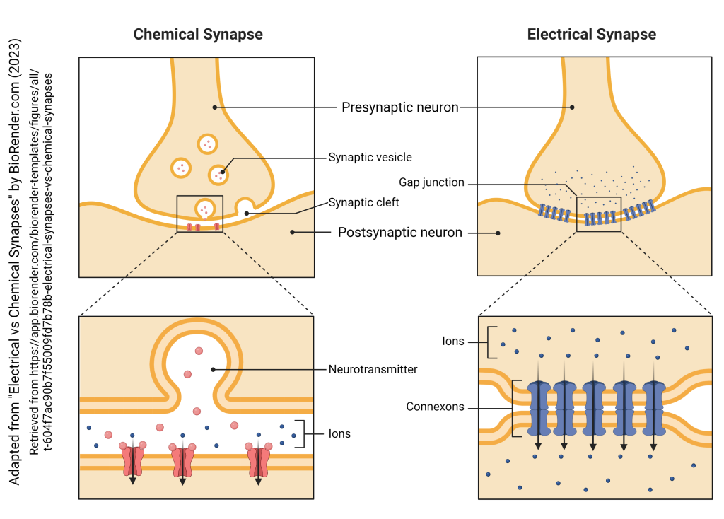 Electrical Synapses Introduction to Neuroscience