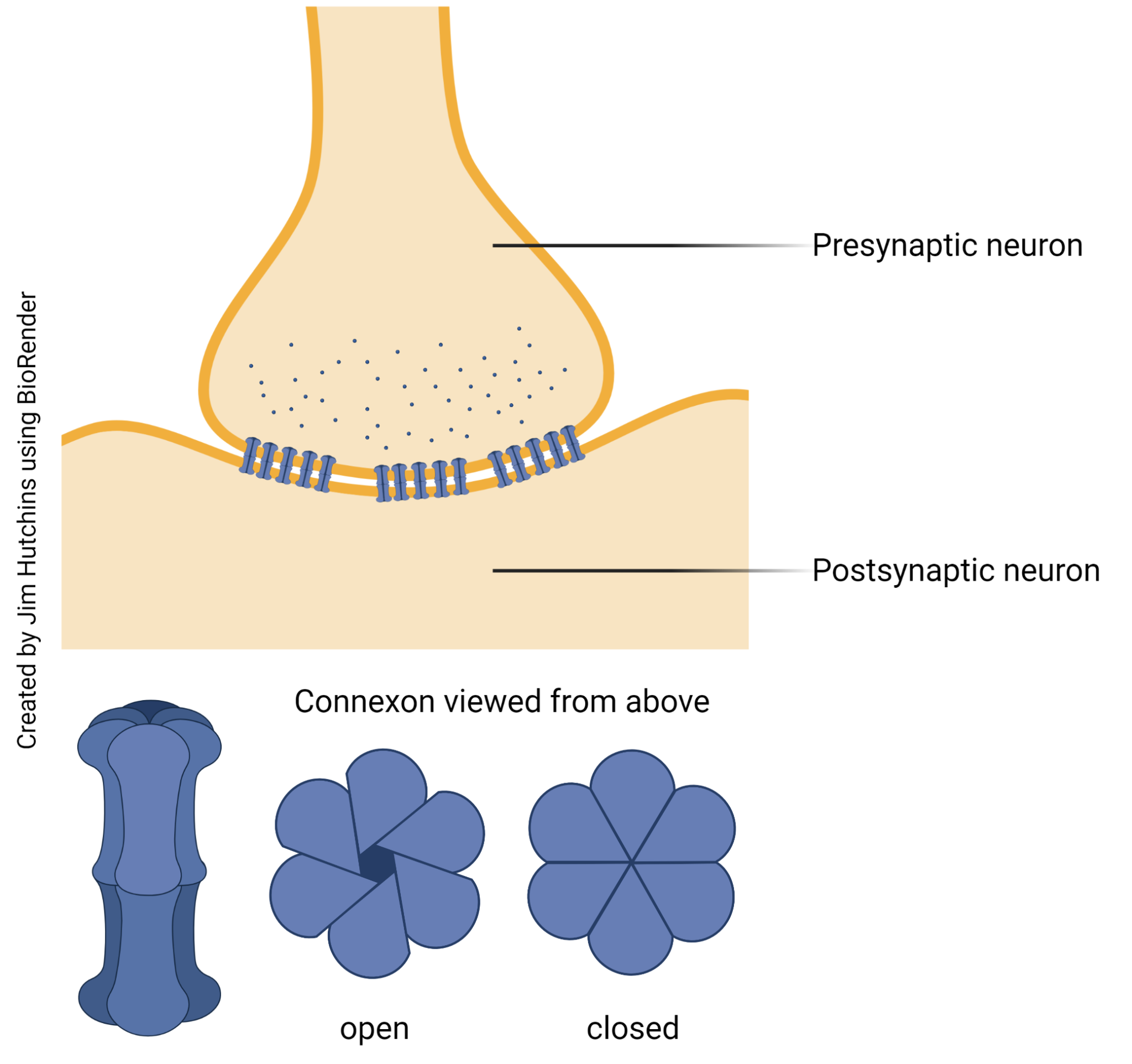 Electrical Synapses Introduction to Neuroscience