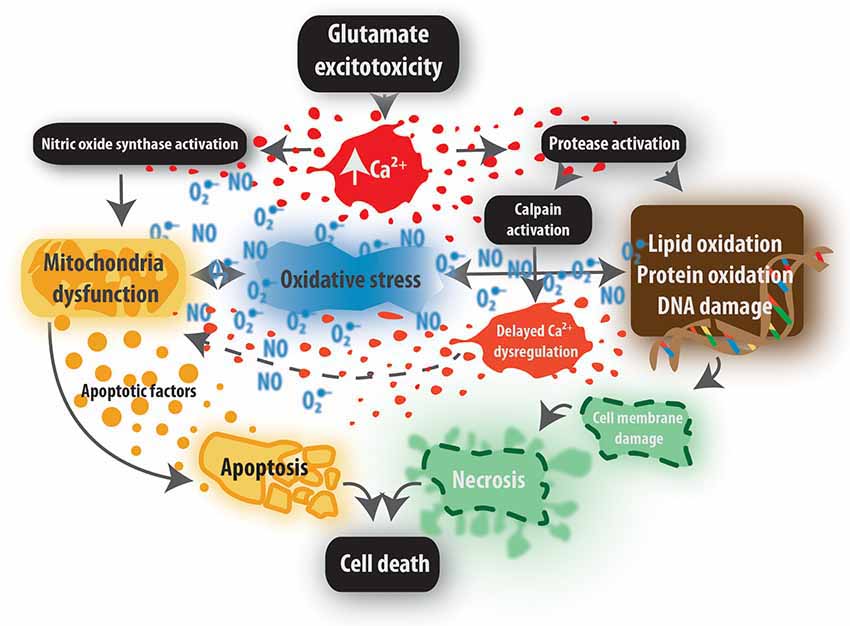 Diagram showing the various sequelae of glutamate excitotoxicity