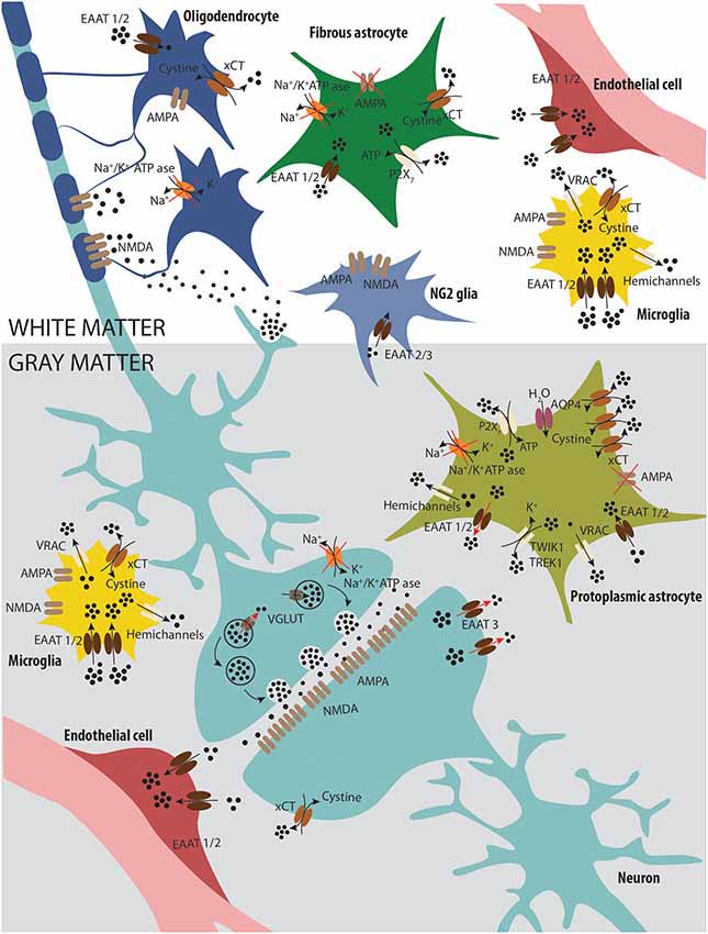 Diagram showing how the different cells of the brain use and process glutamate.