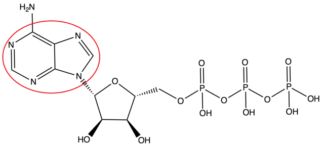 Diagram of an adenosine triphosphate molecule