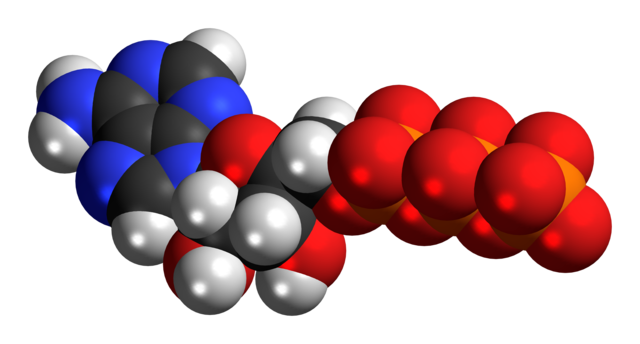 Space-filling model of an adenosine triphosphate molecule.