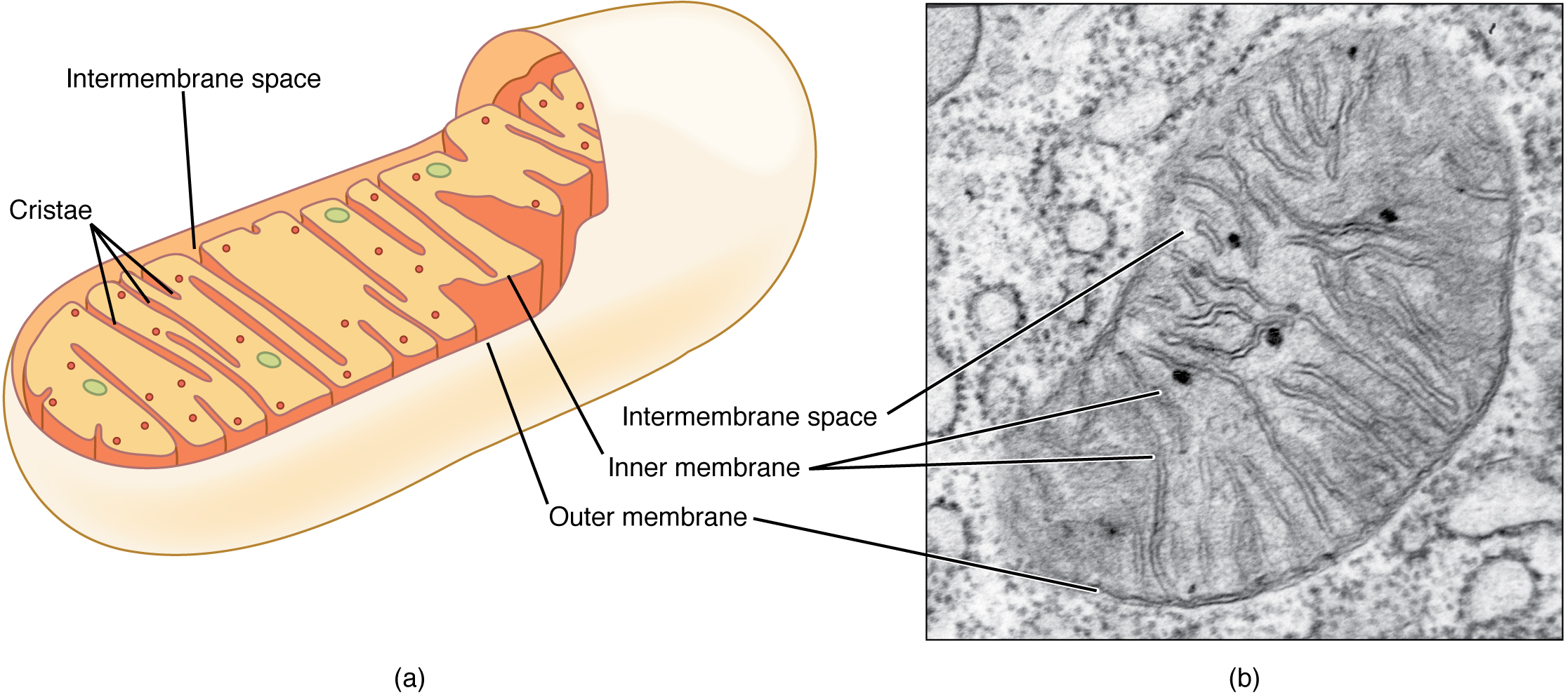 Diagram and electron micrograph of a mitochondrion