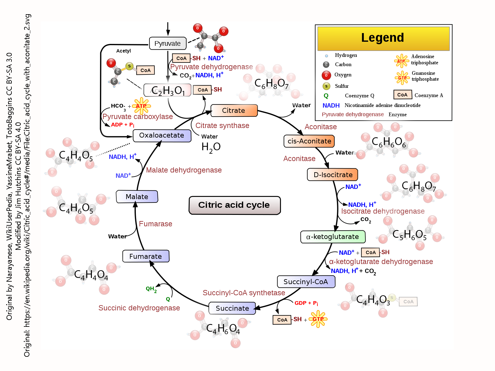 Diagram of the citric acid cycle.